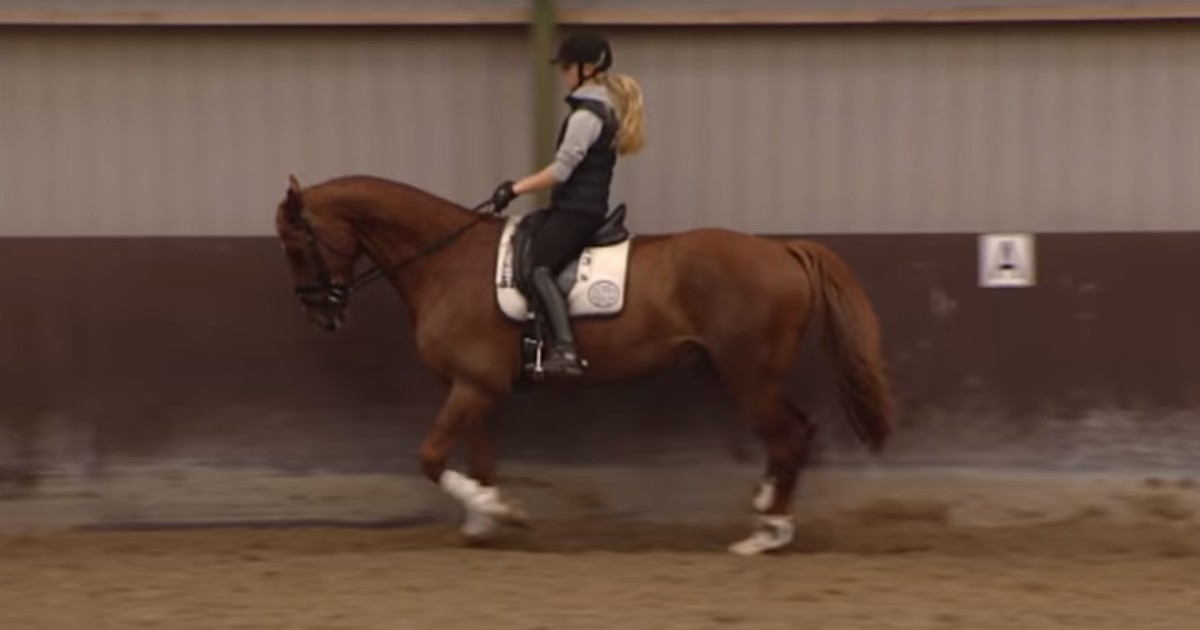 NH Bokt: Hoeveel kost een paard? - NH Nieuws