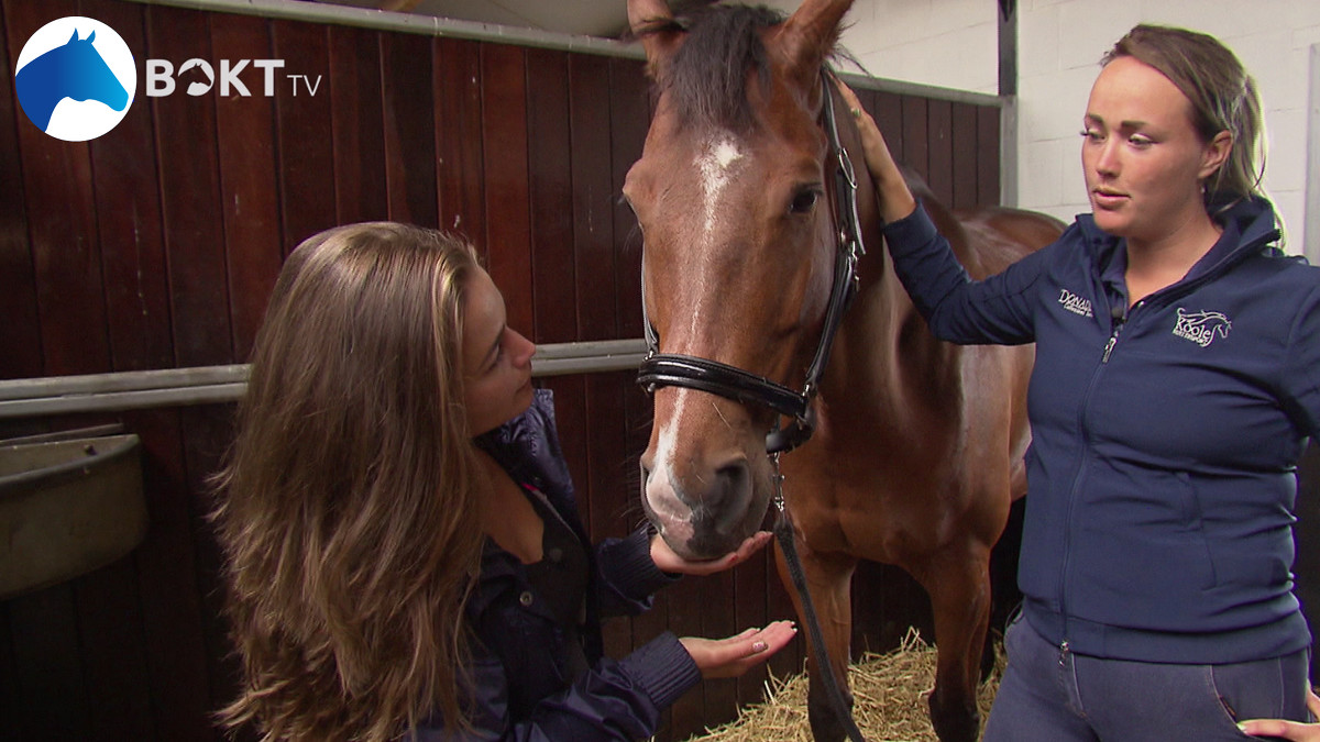 NH Bokt TV: Wat moet je doen als je paard geblesseerd raakt? - NH Nieuws