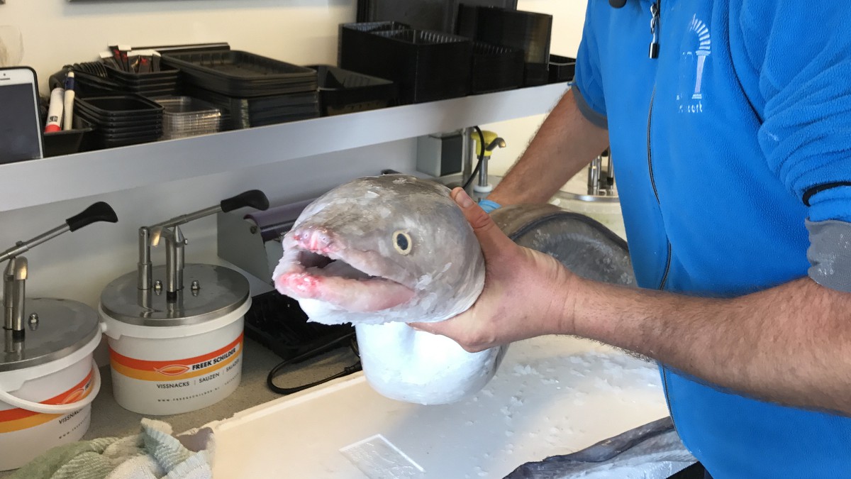 Pinkeltje de zeepaling voorspelt een 2-1 winst van Telstar op NAC 