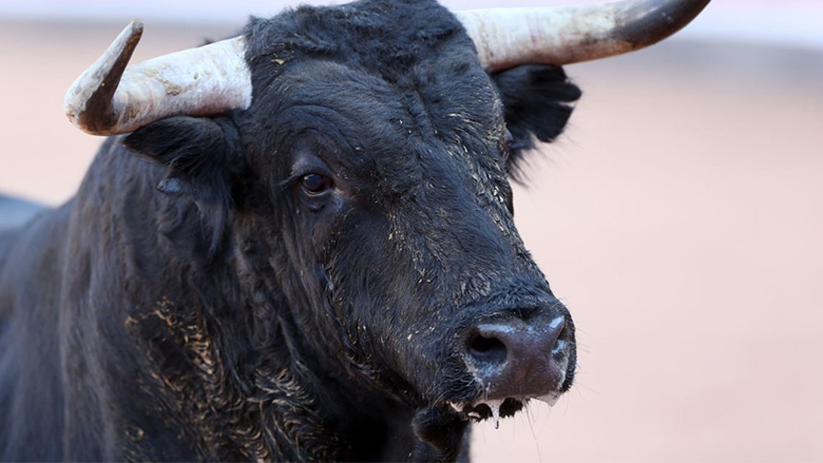Stier mann single